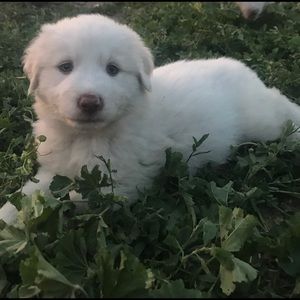 Meet your Posher, Sonia